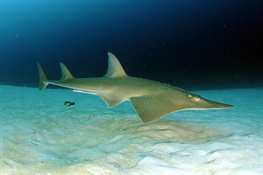 A Conservation Coalition Launches the Shark and Ray Recovery Initiative